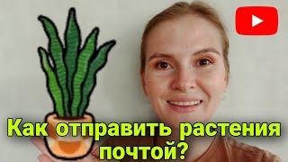 Как отправить РАСТЕНИЯ Почтой России?//Как утеплить комнатные растения?