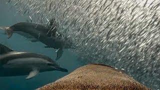 See how Fur Seals use Dolphins for free meals!  | Animals With Cameras | BBC Earth Explore