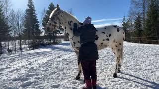 как чесать коня, лошадь