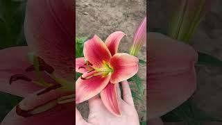 Лилия Монтего БЭЙ, Монтего Бей, ОТ гибрид, (Lilium OT-hybrid Montego Bay), цветение первогодок