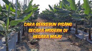 Cara Berkebun Pisang Secara Modern Di Negara Maju (Taiwan)