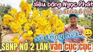 Sốc! Nhật Dương tặng bo sb Ngọc Phát trổ 15 ngày cục cục Anh Vũ tặng luôn Tân Châu 6 lớp mới lặt lá