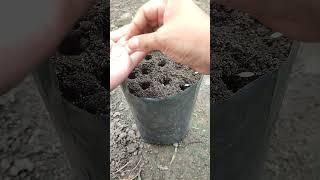 Growing cucumbers from seeds