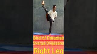 Bird of Paradise | Svarga Dvijasana | Yoga and Fitness With Shiva #shorts