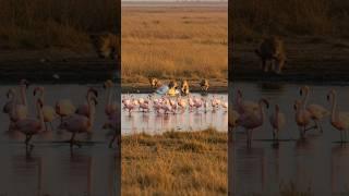 Lions targeting flocks of flamingos f in Africa's Serengeti Lake  #animals #wildlife #lion #flamingo