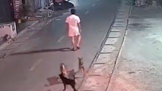 aksi kocak ketika di buruh anjing langsung keluarkan jurus karate