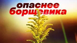 Это опасное растение захватило уже все континенты, кроме Антарктиды. И остановить его невозможно