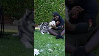My Dog weighs 115lbs!!