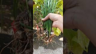 Rain lily #nature #shortvideo#plants#viralvideo#natureplants#gardening#lily#houseplant