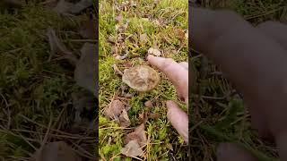 Various Wild Edible Mushrooms of the Forest!