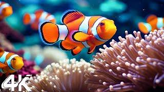 Aquarium 4K VIDEO ULTRA HD  Beautiful Coral Reef Fish - Relaxing Sleep Meditation Music