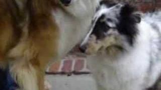Sky the blue merle sheltie pup