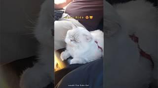 Auto Ride with my Persian Cat #persiancat #persiancattamil #cat #catvideos #shorts #ytshorts