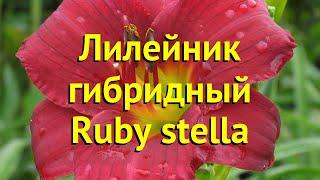 Лилейник гибридный Руби стелла. Краткий обзор, описание характеристик hemerocallis Ruby stella