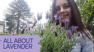 How to Take Care After LAVENDER | BEGINNER Tips for Growing Lavender | Benefits of growing Lavender.