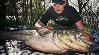 Big Catfish with Boilies / Трофейный сом на бойлы