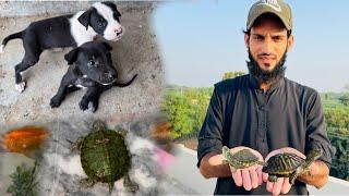 Ham Beautiful Puppies Or imported Turtle Ly Aiy  | Pets Vlog | Ahma Daily Vlogs