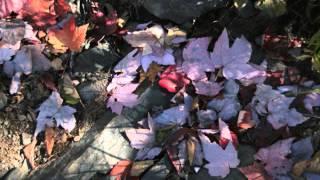 Autumn Leaves -  Roger Williamc