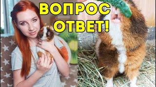 КАКАЯ ПОРОДА У АРНОЛЬДА? НОВЫЙ СТЕЛЛАЖ ДЛЯ СВИНОК? ВОПРОС - ОТВЕТ SvinkiShow