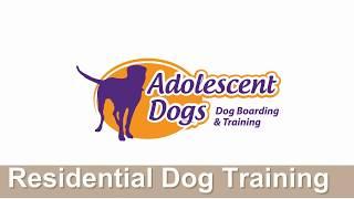 Home Boarding Residential Dog Training with Adolescent Dogs Ltd  - 2018