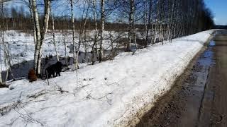 Монгольская овчарка - банхар. Зара и Октай нашли нору бобра. Март 2019 год.