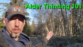 Thinning Alder For Conifer Forest Establishment