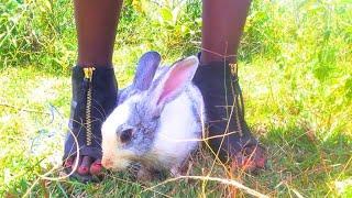 Lady Trampling Rabbit