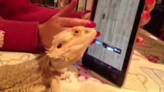 Bearded dragon eats flies off phone