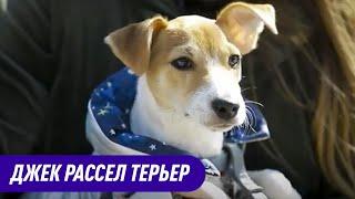 Джек рассел терьер. Характеристика и Описание Породы.