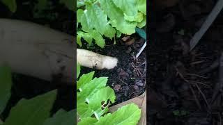 Growing Daikon Radish in Containers in Fall and Winter #diakon #wintergardening #containergardening