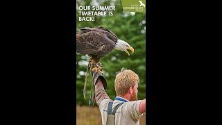 Visit the Hawk Conservancy Trust this Easter!