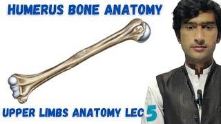 Humerus bone anatomy