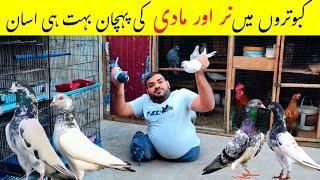 Kabootar Mein Nar Our Madi Ki Pachan | How To Identify Pigeon Gender | Hashim Kay parinday