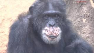 Chimpanzees Gayi & Anna at Toyohashi Zoo