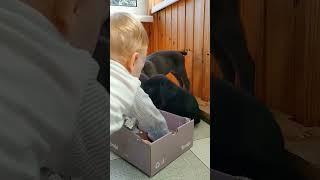 просто мимимишность какая-то #рекомендации #мимишность #dog #shorts #trending