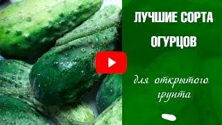 Семена огурцов для открытого грунта. Обзор семян отзывы экспертов Хитсад