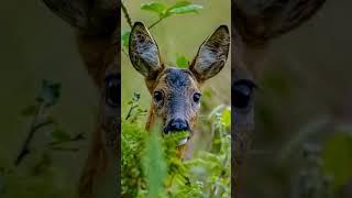 Wild and beautiful #wildscotland #scottishwildlife #naturelovers_ #wildlifebeauty #scottishnature