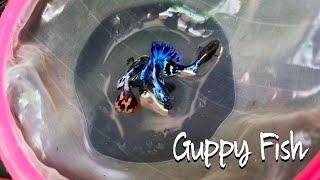 Rescuing My Guppies From INFESTED TUB!