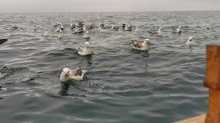 Fulmar in the Faroe Islands