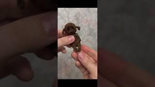 Тотошка 7,5 см #teddydog #miniteddy #miniature