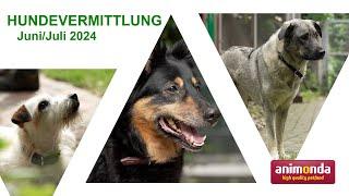 Hundevermittlung - Juni/Juli 2024 (Tierheim Hannover TV)