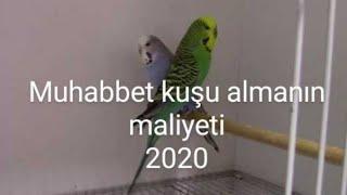 muhabbet kuşu almanın maliyeti 2020#evcilhayvanlar