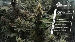 Сорт конопли LSD-25 auto (FastBuds)