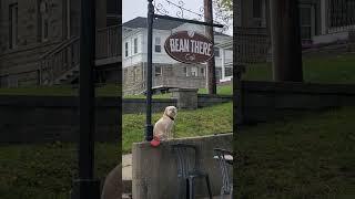 Met a calm and cool dog in city of Beddock Canada.  캐나다 소도시에서 만난 쿨한 개. #travel #animals #여행 #pets