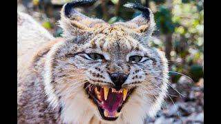 Интересные факты про рысь(Interesting facts about the lynx).