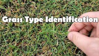 How To Identify Your Grass Type