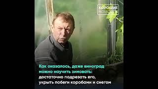 В Сибири дачник вырастил 50 сортов винограда