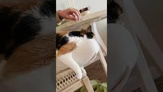 Cat activation noise #shorts #calico