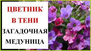 Цветник в тени. Медуница и ее секреты