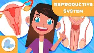 MALE AND FEMALE REPRODUCTIVE SYSTEM  Science for Kids